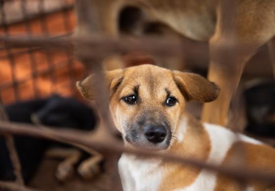 Dog in a cage