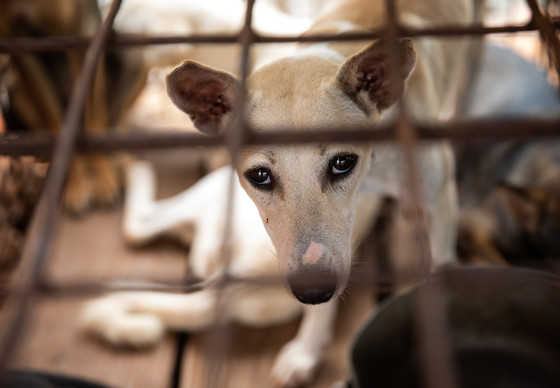 Dog in a cage for the DCMT in Indonesia