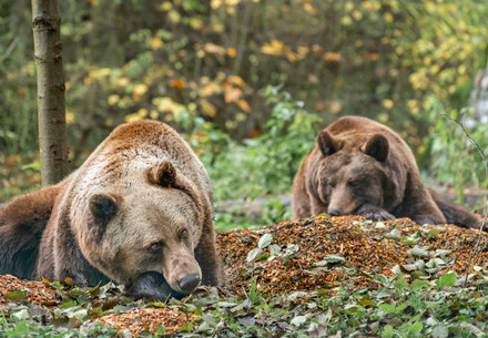 Bear Michal and Tapsi