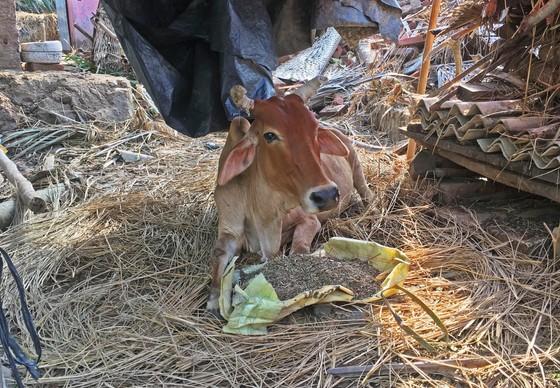 Cow receiving food after Cyclone Fani