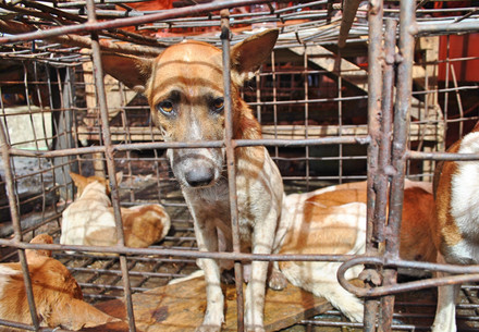 Dog in a cage for the DCMT in Indonesia
