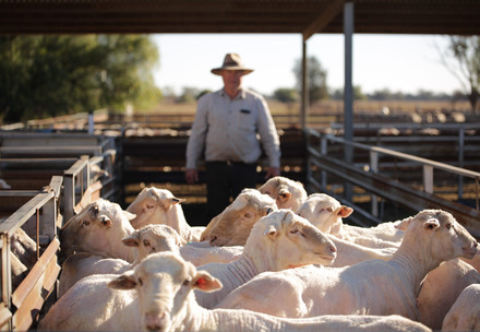 Don Mudford and his sheep
