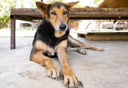 Rescue Dog Doris Rescue Dog Doris