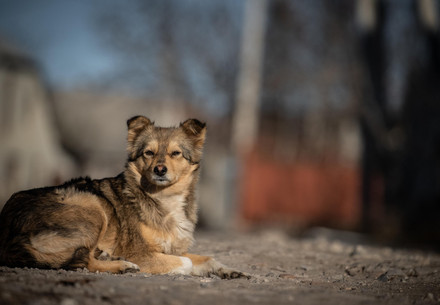 Brown stray dog laying on a street in Moldova