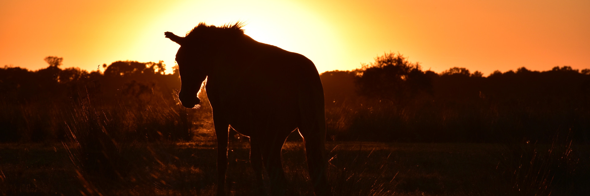 Horse in the Sunset