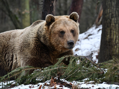 Bear Rocco at BEAR SANCTUARY Müritz