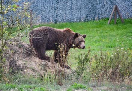 Bear at BEAR SANCTUARY Müritz