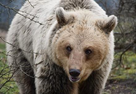 Bear Luna at BEAR SANCTUARY Müritz