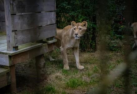 Seven rescued lions reach Dutch sanctuary after journey across Europe