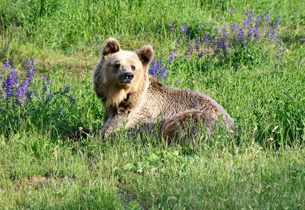 Happy and healthy Dushi