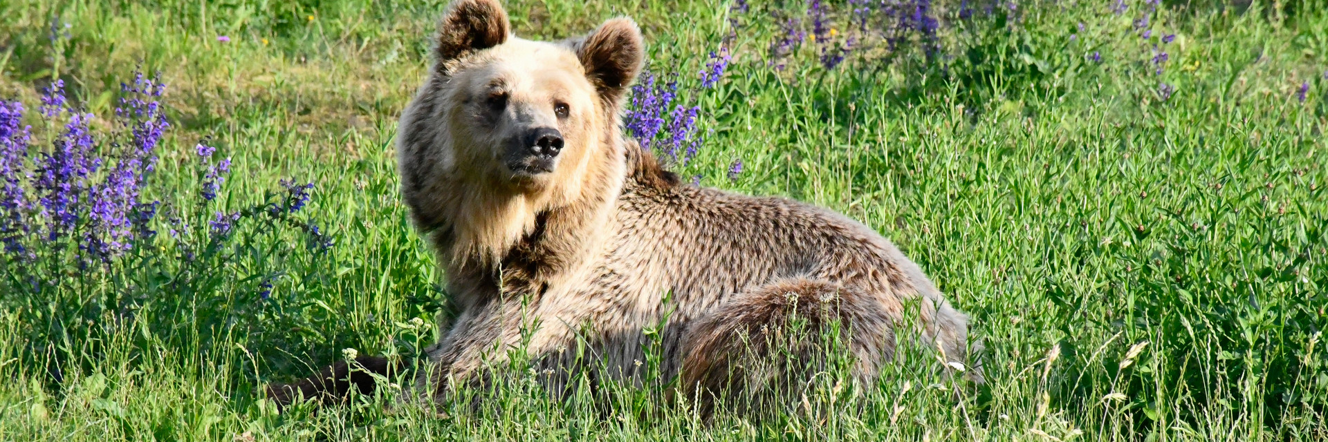 Bear Dushi at BEAR SANCTUARY Müritz