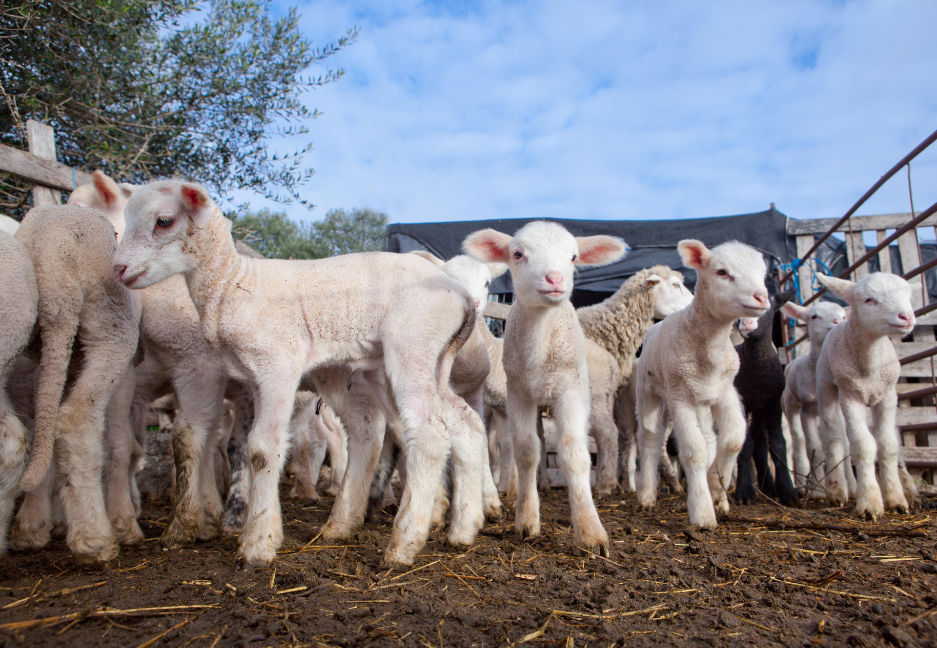 Broken Promises, Broken System A group of young lambs