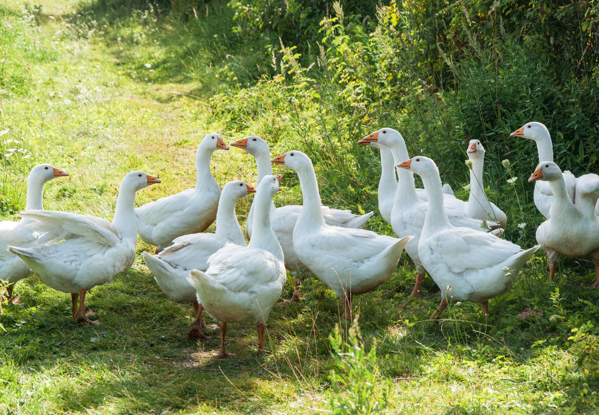 Down A group of geese outside