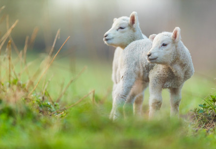 Two young lambs in a field
