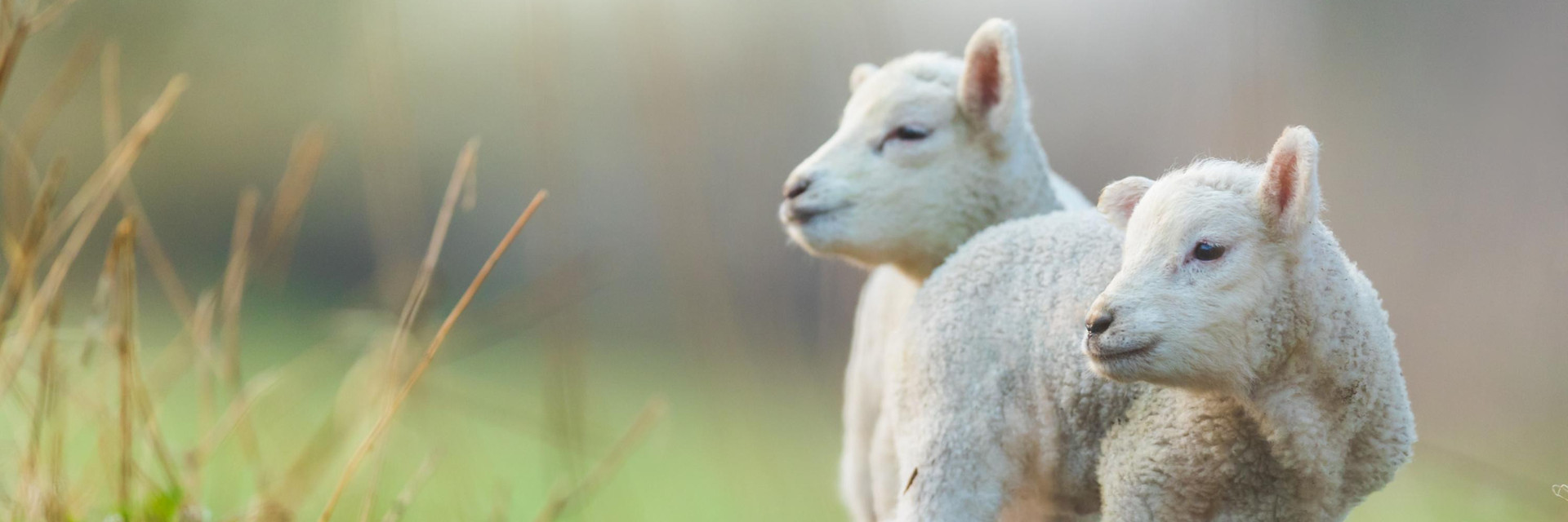 Young lambs on pasture