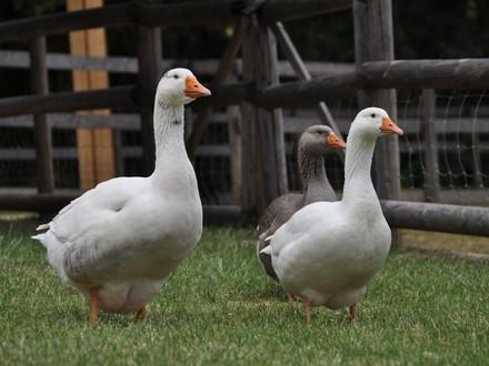 Geese and Ducks Geese and Ducks