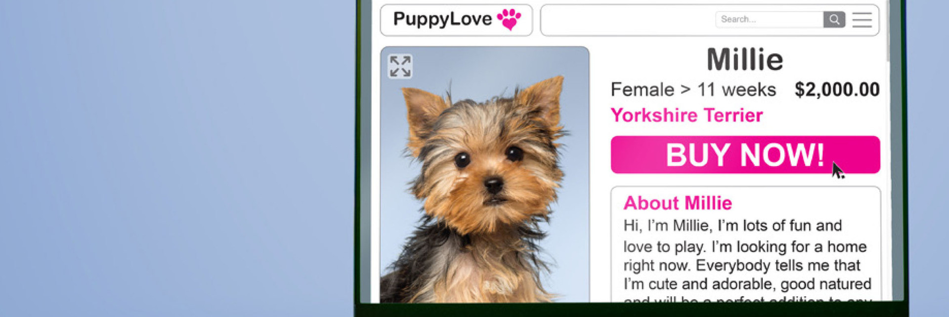 Advertise of a puppy related illegal puppy trade