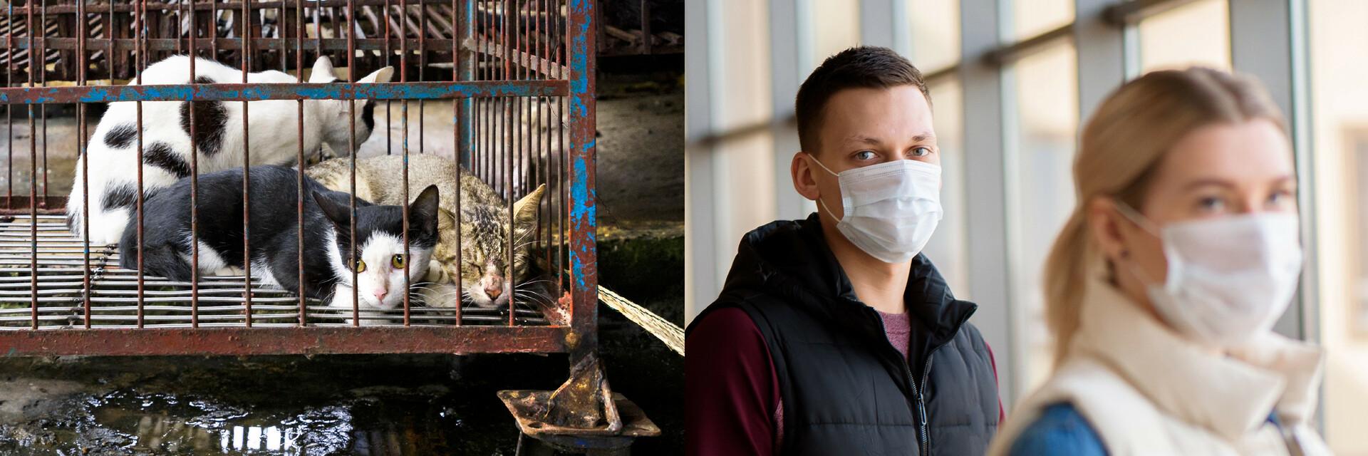 The next pandemic? The next pandemic?