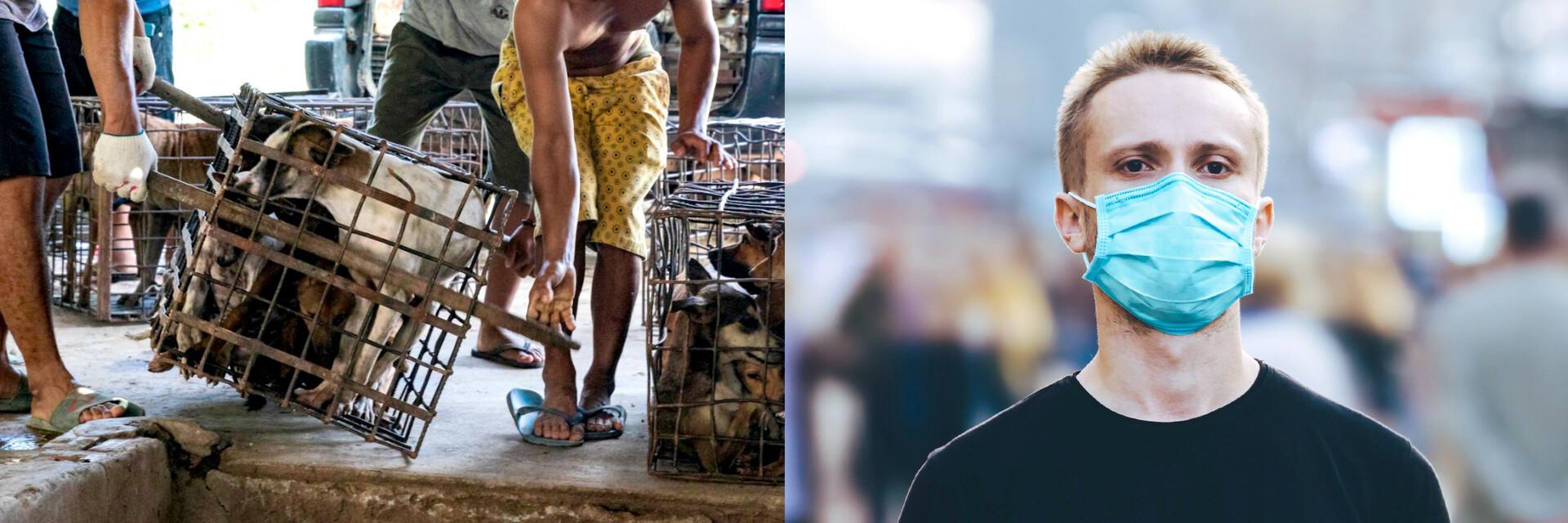 Dog and Cat Meat Trade and COVID-19 Dog and Cat Meat Trade and COVID-19