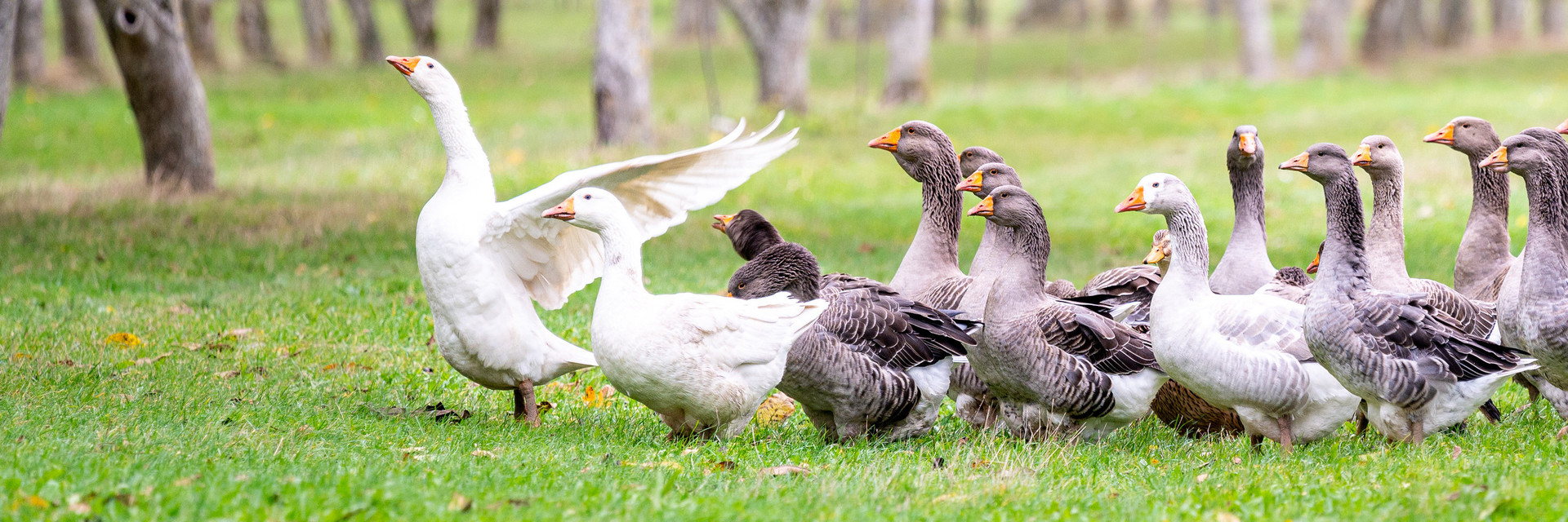 Geese on a field in Switzerland