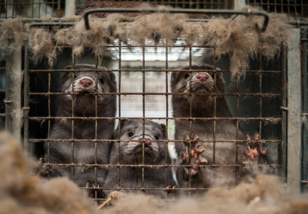 Minks at a fur farm