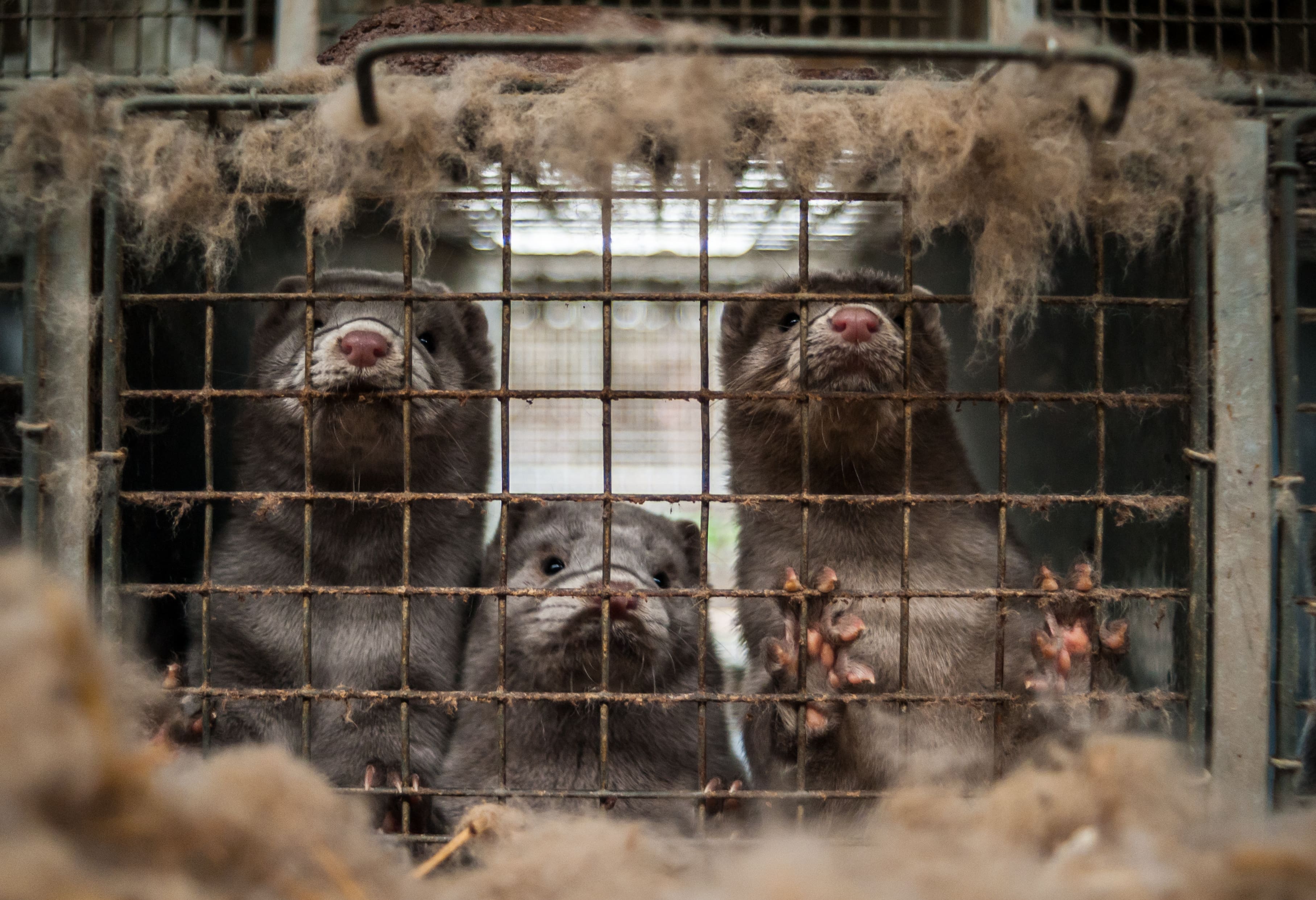 Caged mink | Fur Trade  and Pandemics