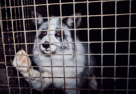 Fox inside a cage in fur farm