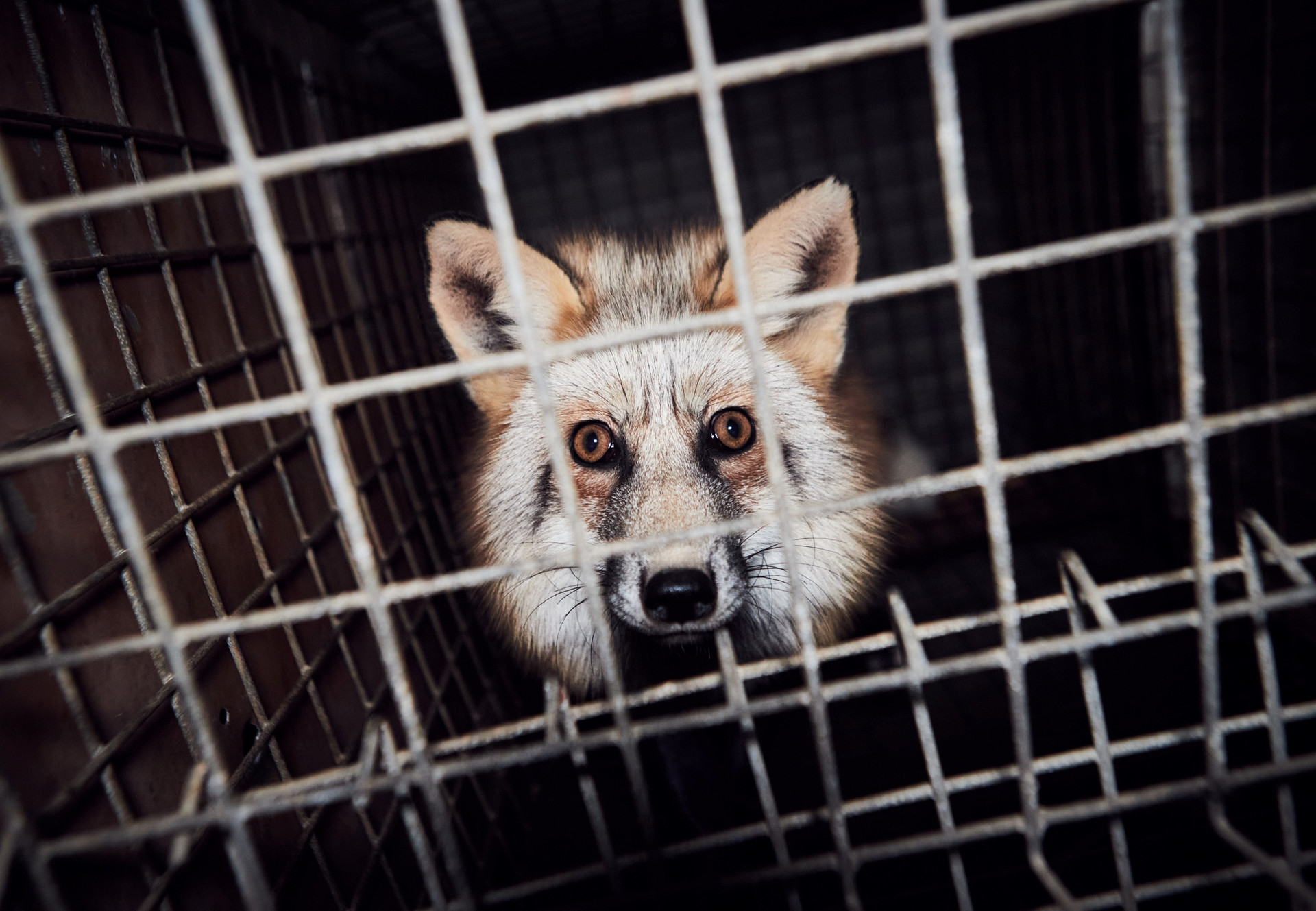 Fox on a fur farm in Poland