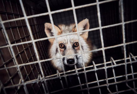 Interview with SLAY Director Rebecca Cappelli Fox on a fur farm in Poland