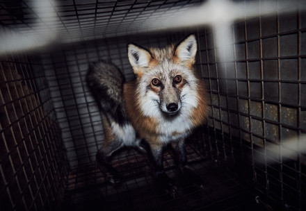Fox in a small cage at a fur farm