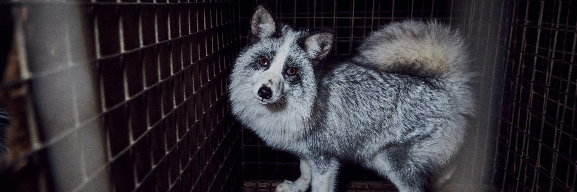 Polar fox in a tiny cage in a fur farm in Poland