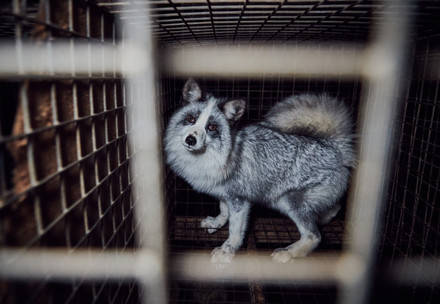 Fox inside a cage in fur farm in Poland