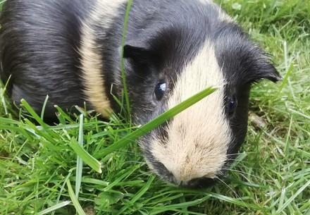 Guinea pig