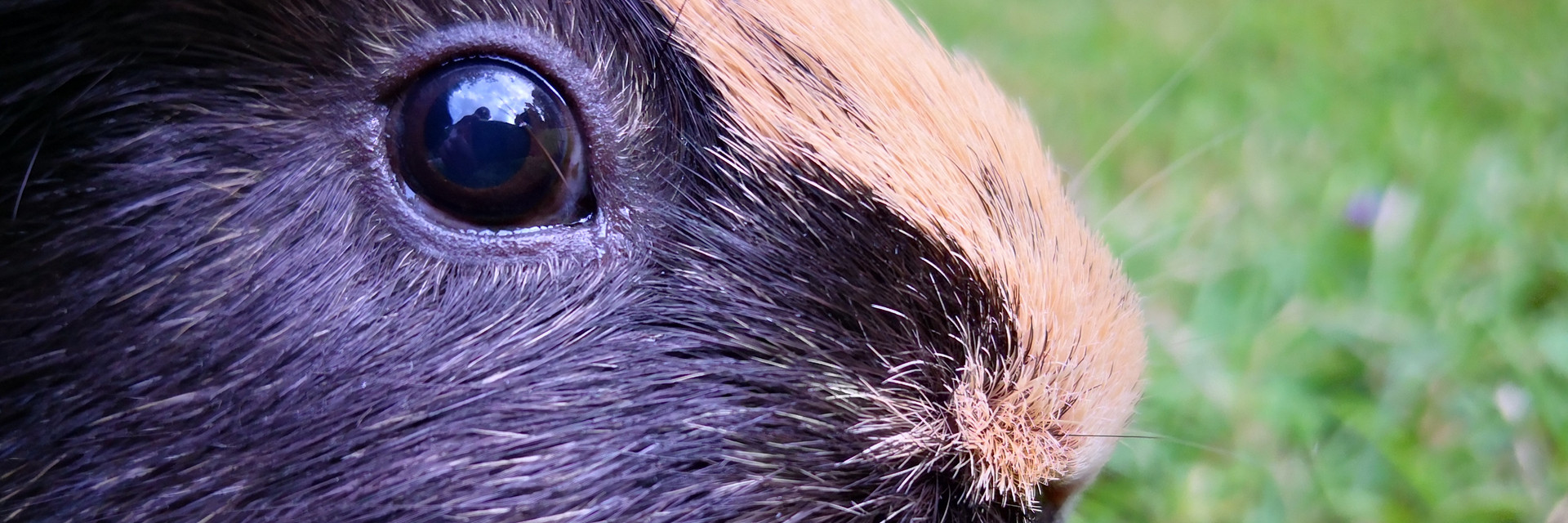 Close up of a guinea pig