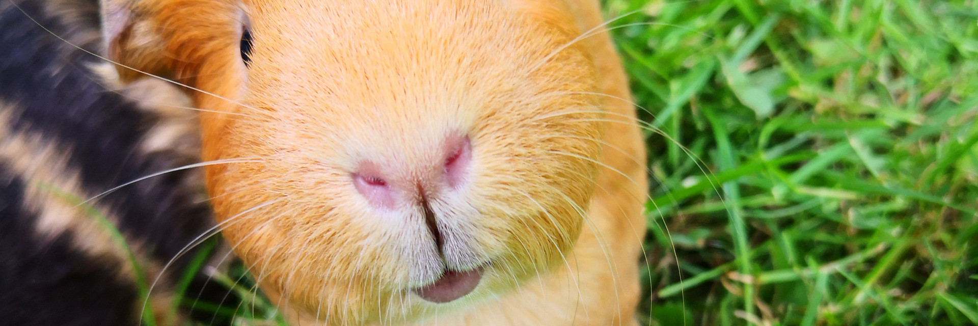 Guinea pigs sitting on grass