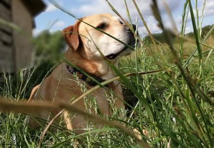 Dog lying in the gras