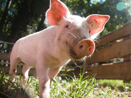 Everything you need to know about your application to work at FOUR PAWS 