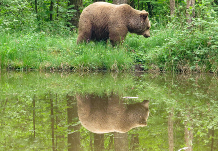 Bear Ida at BEAR SANCTUARY Müritz