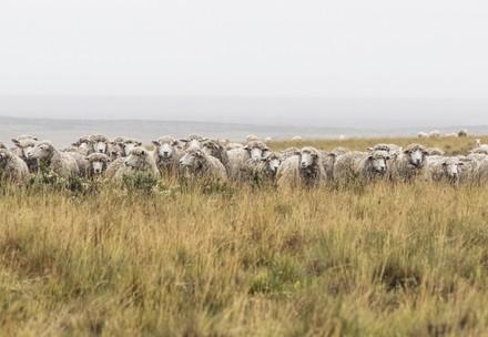 Sheep in field