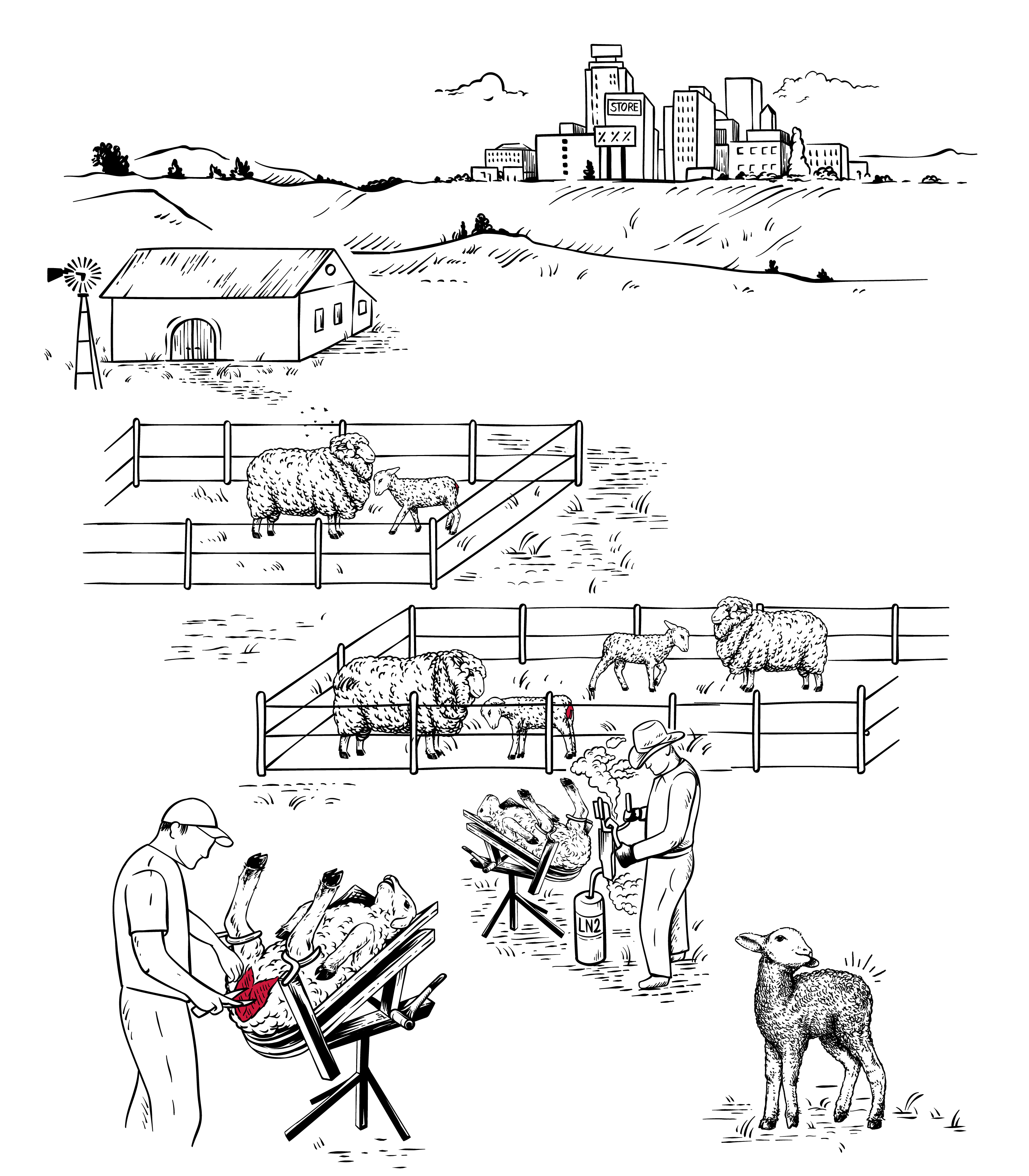 Infographic Mulesing Infographic Mulesing