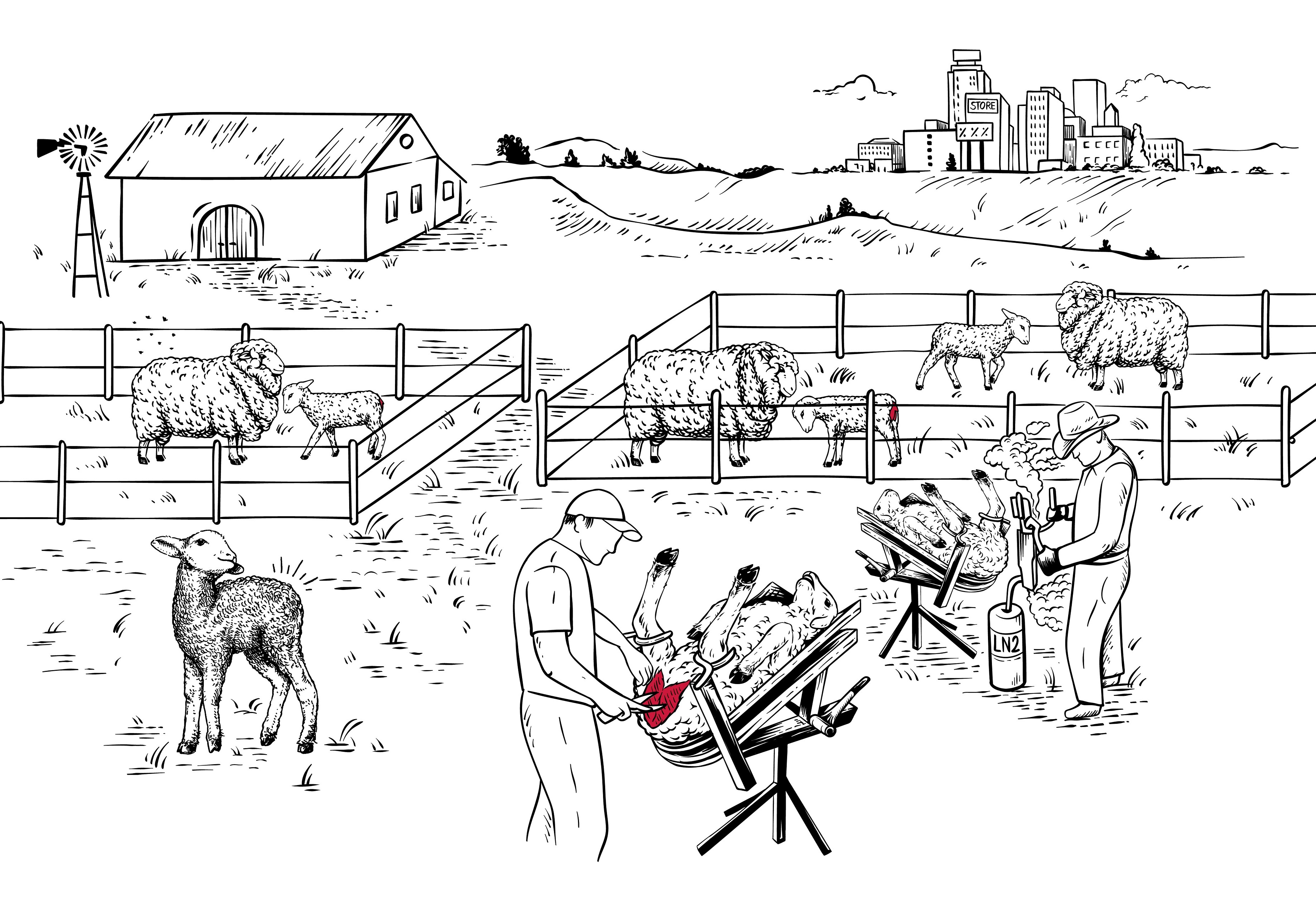 Infographic Live Lamb Cutting (Mulesing) Infographic Live Lamb Cutting (Mulesing)