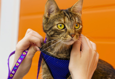 Cat wearing a lead