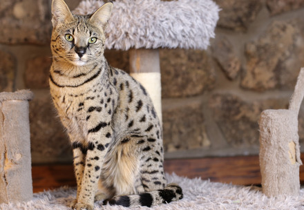 Savannah Cat that almost looks like a serval