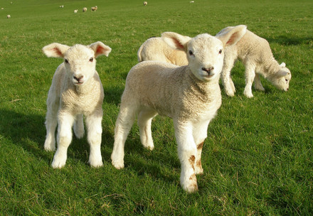 Introducing the Term ‘Live Lamb Cutting’ to Replace Mulesing Lambs standing in a field