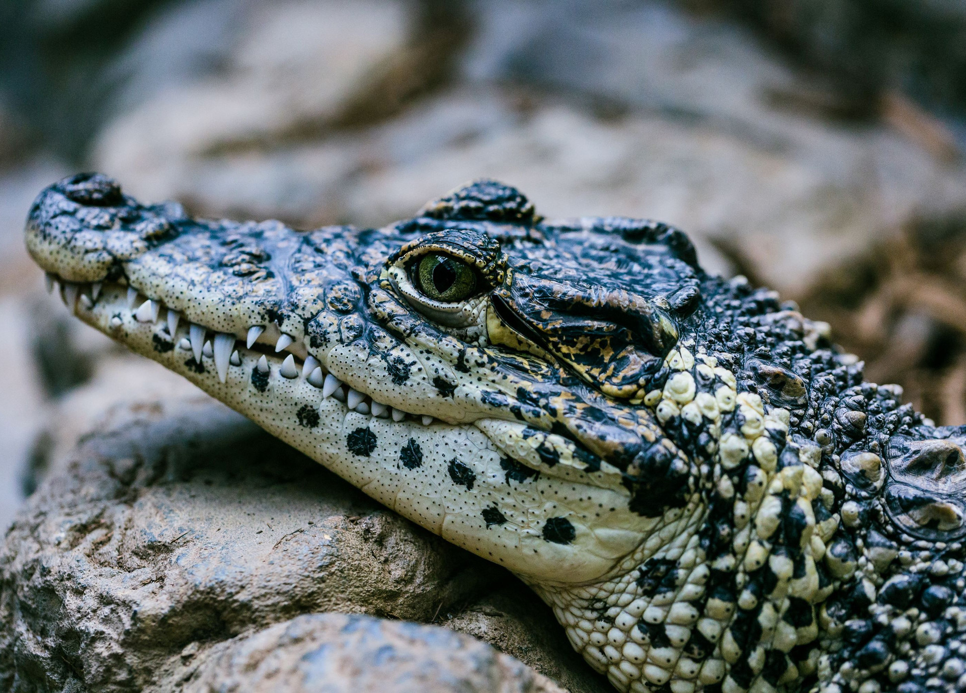 Exotic Leather Exotic Leather