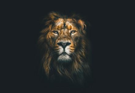 The Vicious Cycle Lion