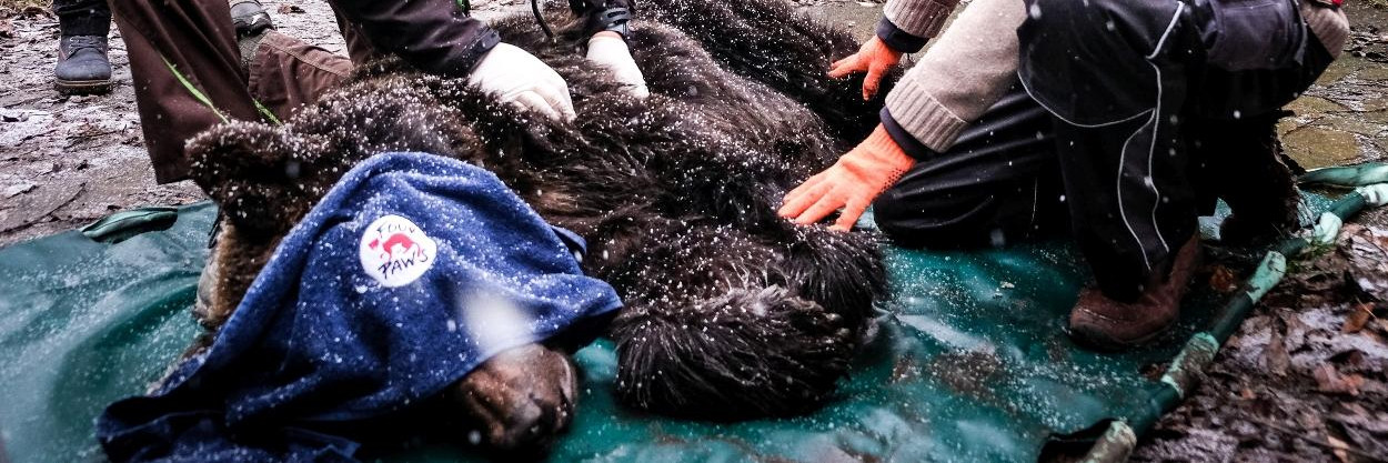 FOUR PAWS rescue mission