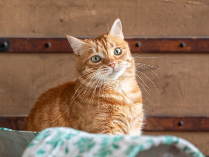 Orange cat infront of a brown wall Orange cat infront of a brown wall