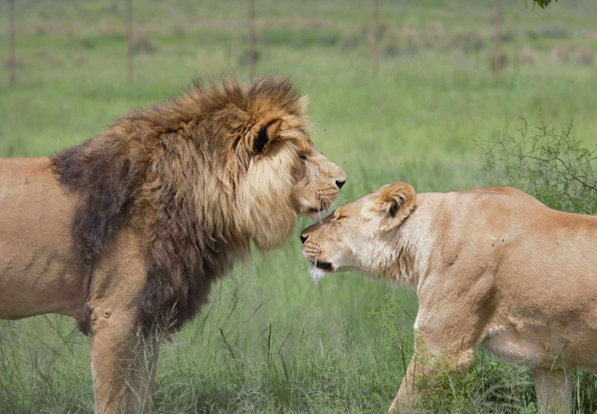 Lioness Pisa and Lion Motan at Lionsrock Big Cat Sanctuary