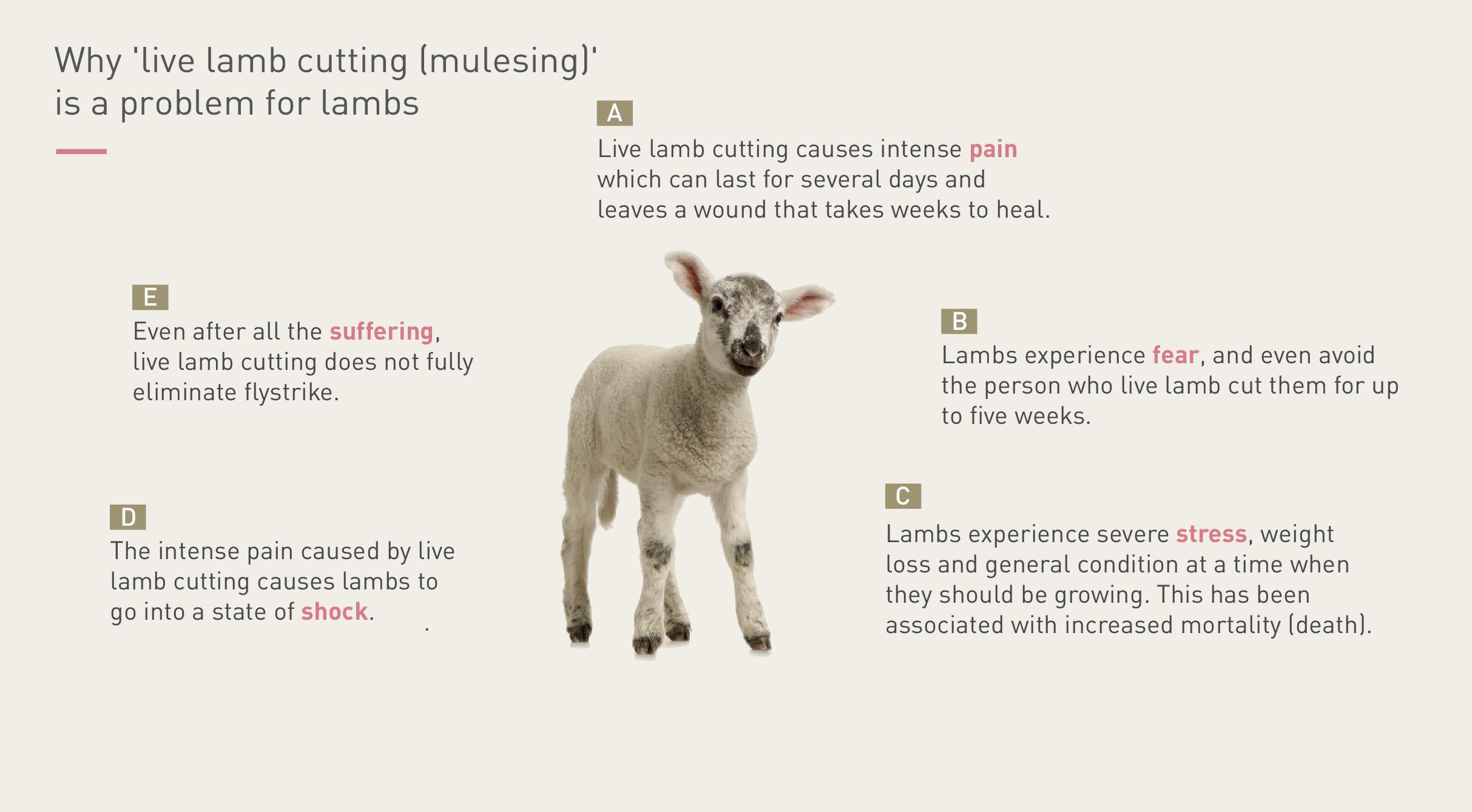 Why mulesing is a problem for lambs